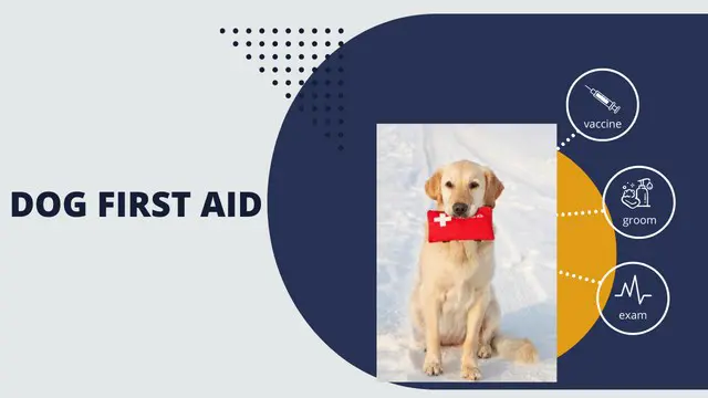DOG First Aid (Dog First Aid): Dog Care and Animal Behaviour - CPD Certified