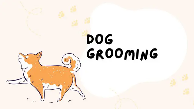 Diploma in Dog Grooming & Dog Care Level 7