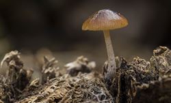 Farming - Growing Mushroom
