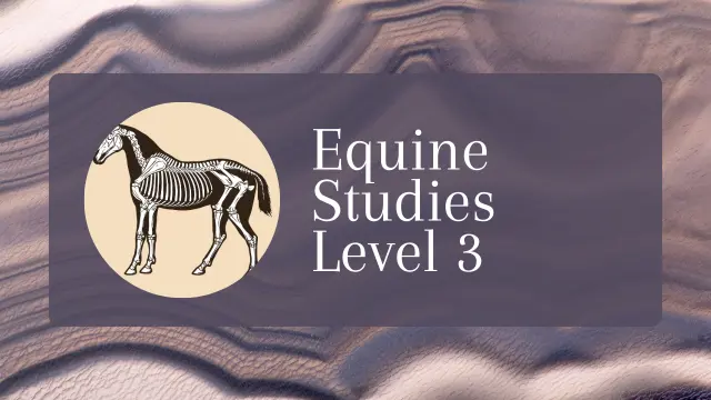 Equine Studies Level 3