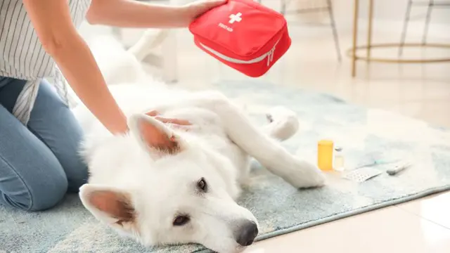 Canine Advanced First Aid