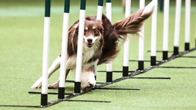 Dog Agility Training Course