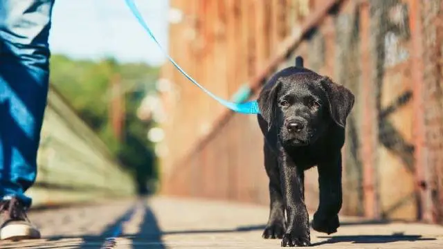 Dog Walking Training