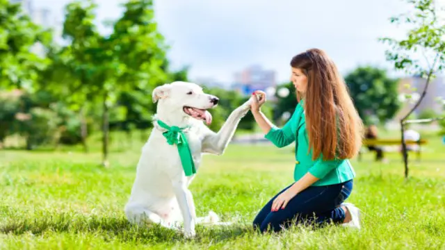 Dog training - CPD Certified