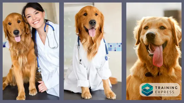 Dog Health, Dog Grooming, Dog Care, Dog First Aid & Dog Training - CPD Certified Courses