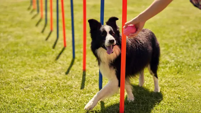 Dog Training 101: How to Completely Train Your Dog