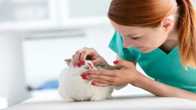 Veterinary Nursing - Course