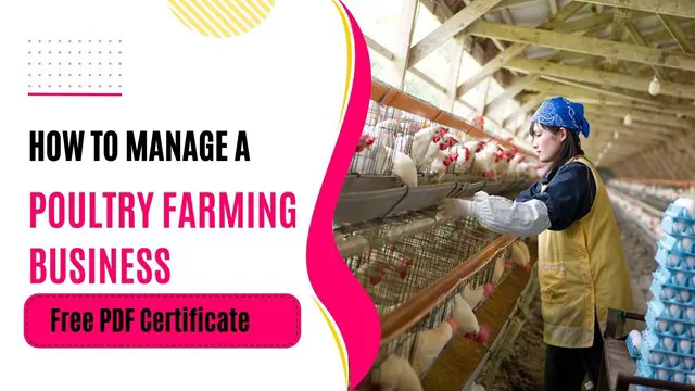 How to Manage a Poultry Farming Business