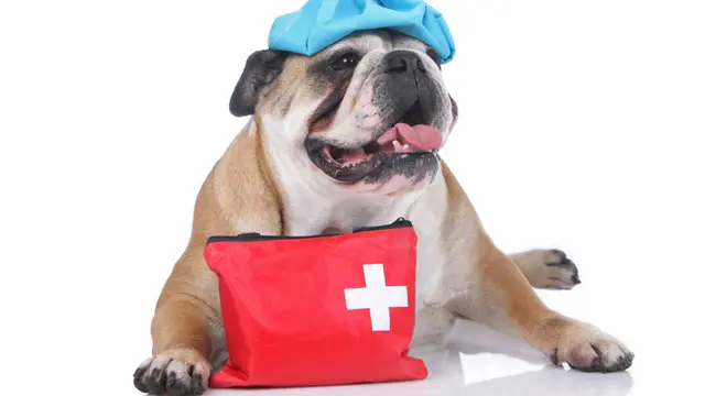 Pet First Aid: Pet First Aid (Advanced)