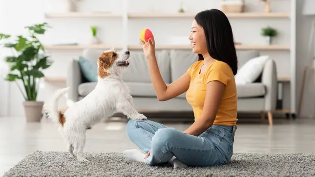 Dog behaviorist training store course