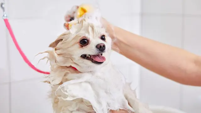 Dog Grooming: Simple Solutions for Common Dog Behavior & Training Problems