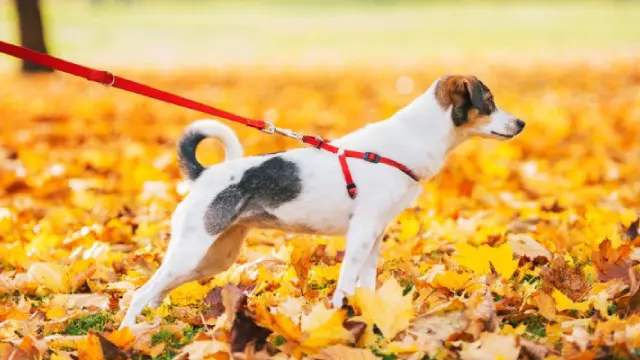 Dog Walking : All you need to know