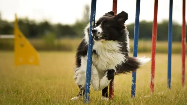 Dog Agility: Basic Physical Training