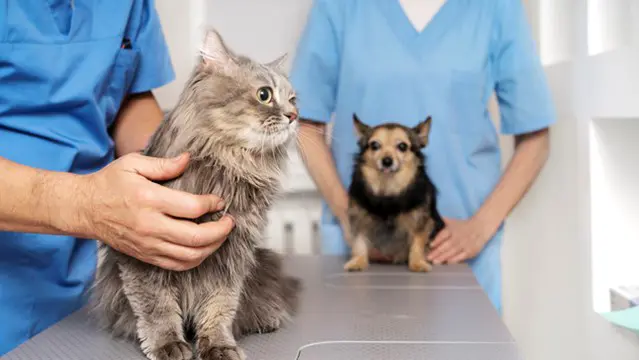 Veterinary Nursing Diploma