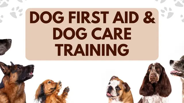 Dog First Aid & Dog Care Training