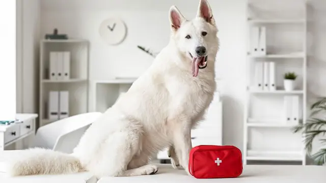 First Aid : Dog First Aid