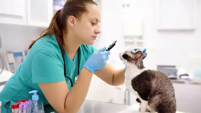 Veterinary Support Assistant (VET Assistant) Essentials