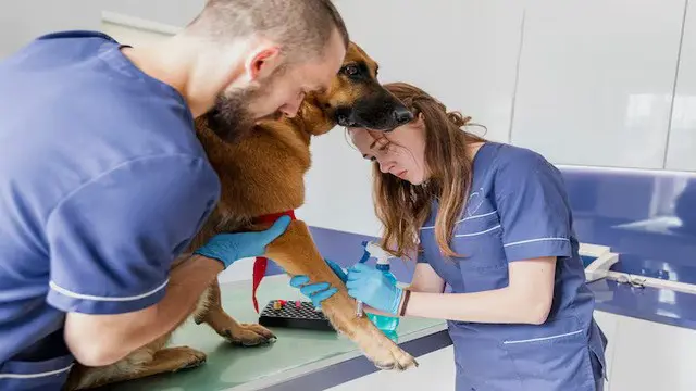 Canine First Aid (dog) Essentials