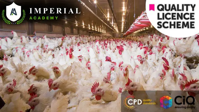 Poultry Farming & Ornithology at QLS Level 7