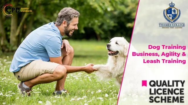 Dog Training Business, Agility and Leash Training - Endorsed Certificate