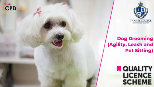 Dog Grooming (Agility, Leash and Pet Sitting) -  Endorsed Training
