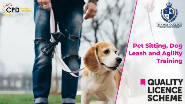 Pet Sitting, Dog Leash and Agility Training at QLS Level 3, 4 & 5