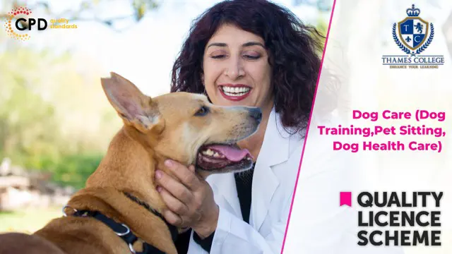 Dog Care (Dog Training,Pet Sitting, Dog Health Care) 