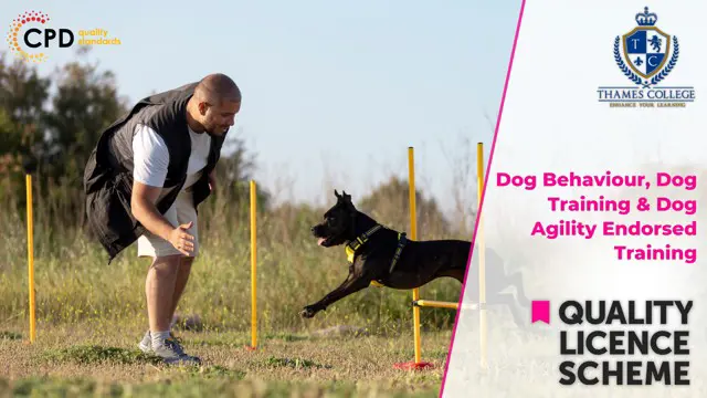 Dog Behaviour, Dog Training & Dog Agility Endorsed Training