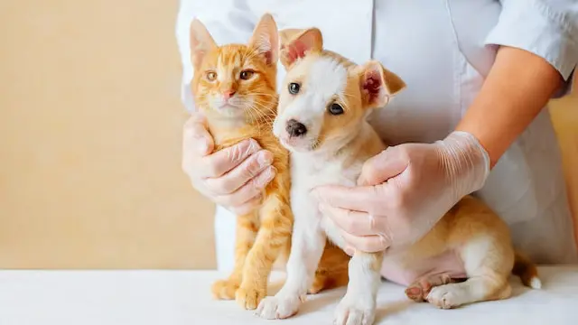  Animal Care (Animal Care)