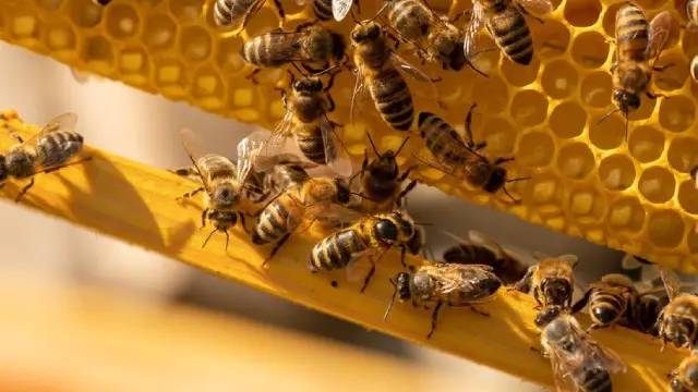 Beekeeping for Beginners to Advanced