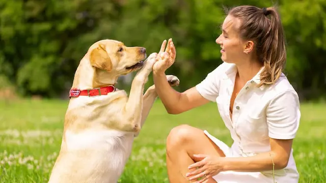 Dog Behaviour: Dog Behaviour Training