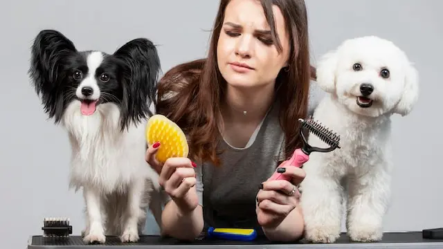 Dog Grooming Training