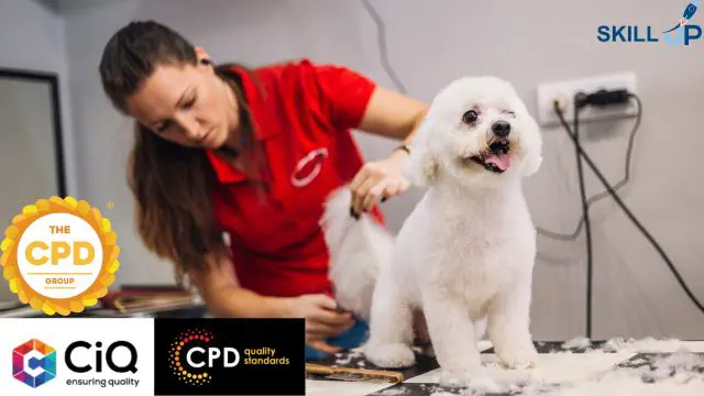 Dog Grooming, Dog First Aid, Dog Care & Dog Agility Training