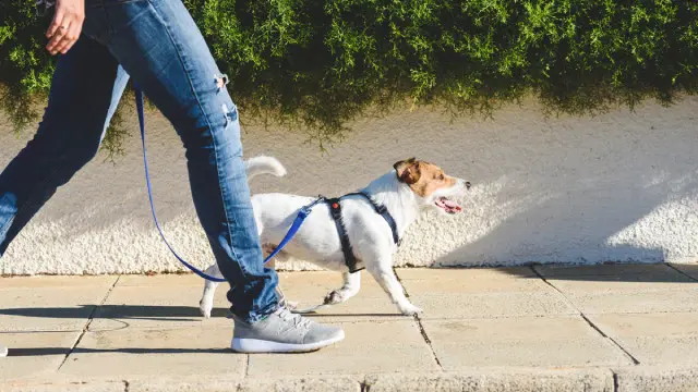 Dog Walking Business Startup