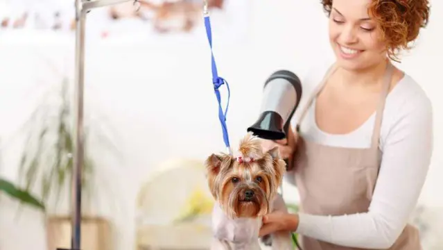 Dog First Aid, Dog Care & Dog Grooming Training