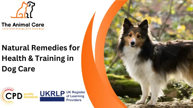 Natural Remedies for Health & Training in Dog Care