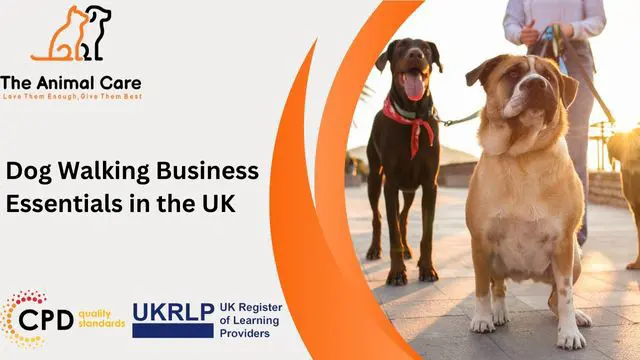 Dog Walking Business Essentials in the UK