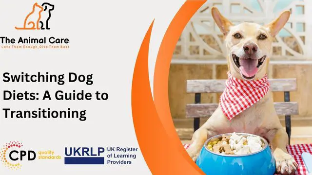 Switching Dog Diets: A Guide to Transitioning