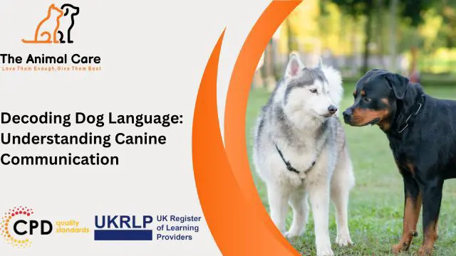 Decoding Dog Language: Understanding Canine Communication