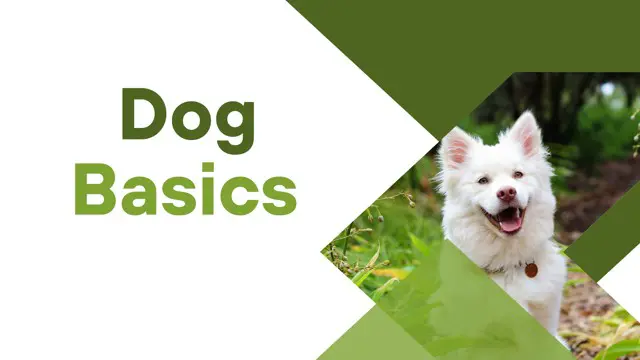 Level 5 Dog Basic To Advance - CPD Endorsed 