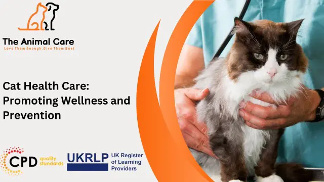 Cat Health Care: Promoting Wellness and Prevention