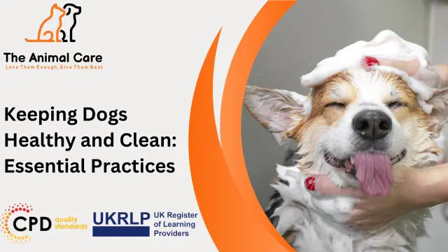 Keeping Dogs Healthy and Clean: Essential Practices