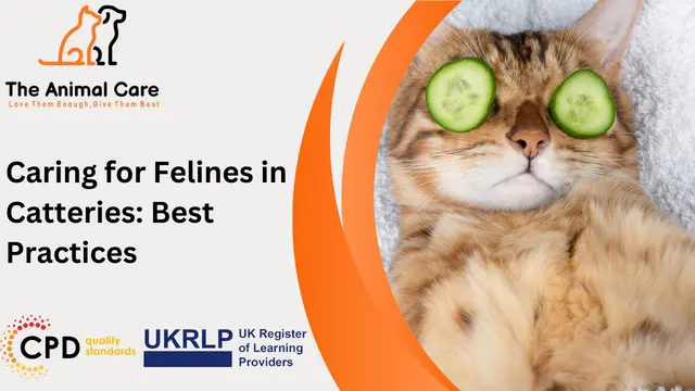 Caring for Felines in Catteries: Best Practices