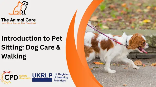 Introduction to Pet Sitting: Dog Care & Walking