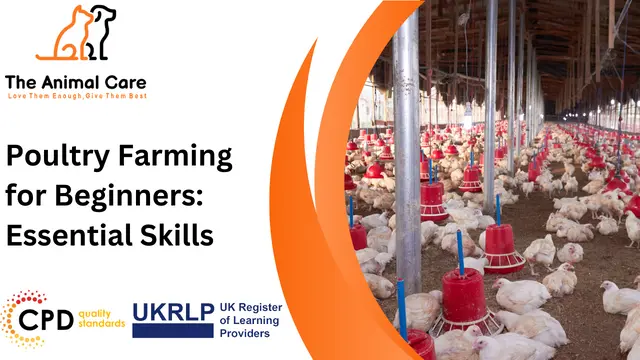 Poultry Farming for Beginners: Essential Skills