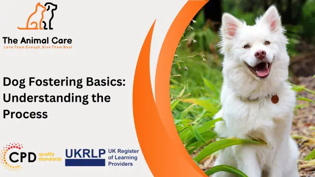 Dog Fostering Basics: Understanding the Process