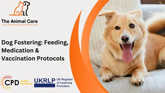 Dog Fostering: Feeding, Medication & Vaccination Protocols