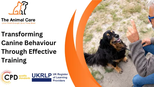 Transforming Canine Behaviour Through Effective Training