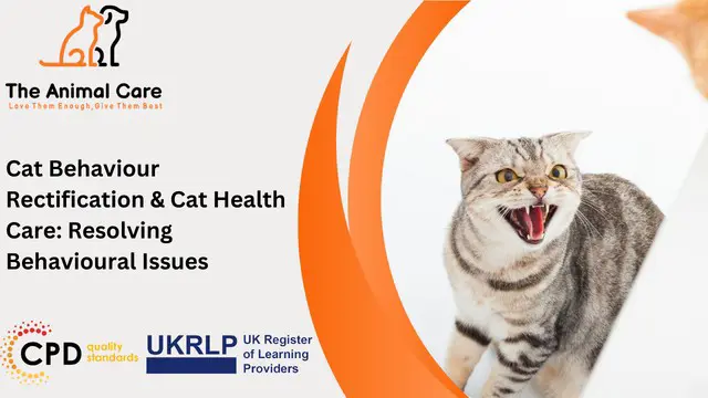 Cat Behaviour Rectification & Cat Health Care Diploma: Resolving Behavioural Issues
