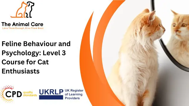 Feline Behaviour and Psychology: Level 3 Course for Cat Enthusiasts